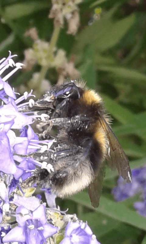 Apidae : Bombus (Megabombus) hortorum?  S